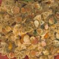 farfalle d'estate di Antonio Paolino